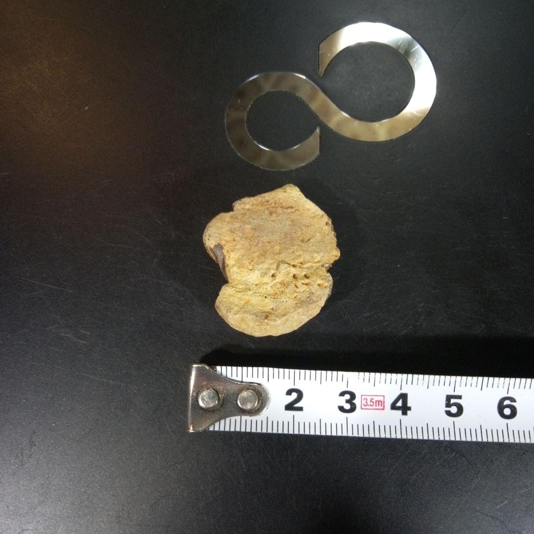 三葉虫　化石　fossil　海　ボリビア産　trilobite　海生動物網⑨