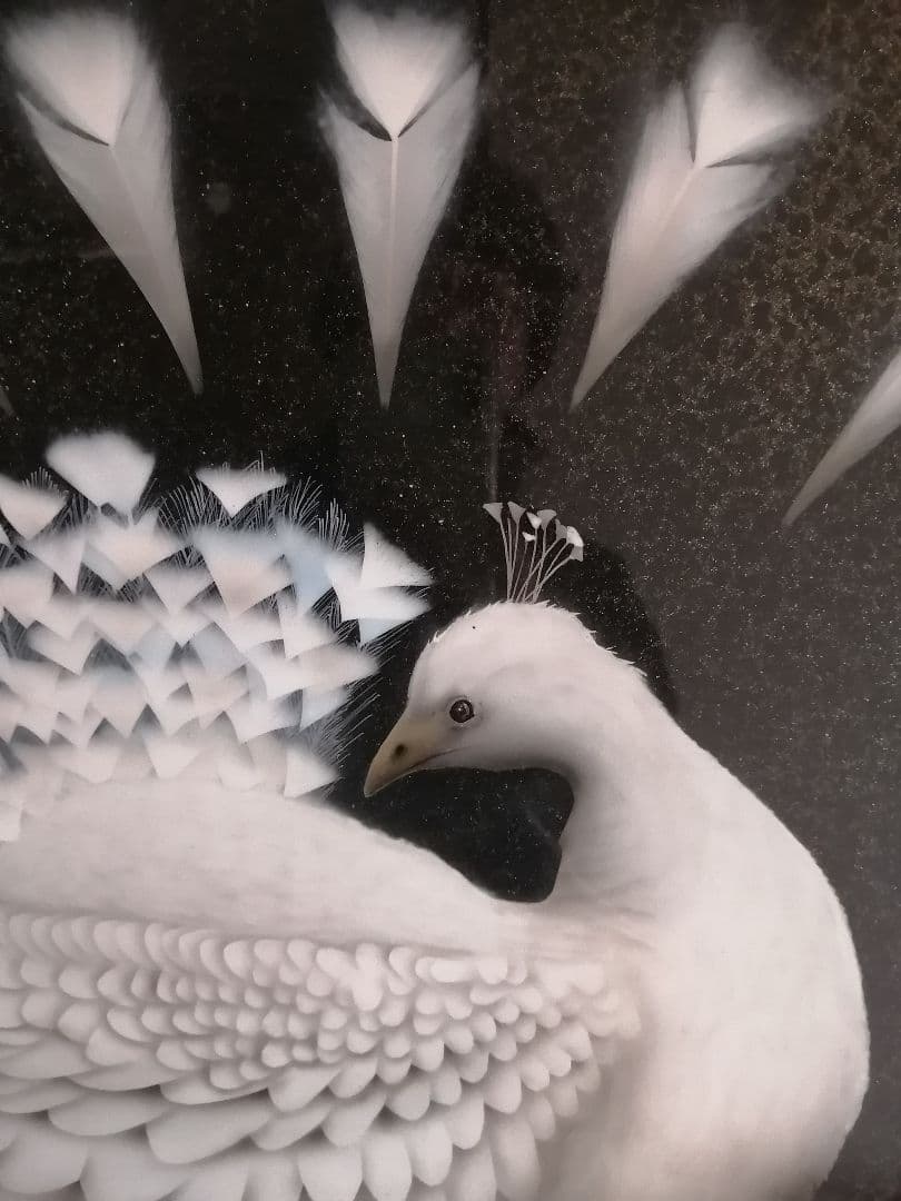 画家　西風　鷹　白孔雀　【原画】　オリジナル　スプレーガン　エアブラシ画