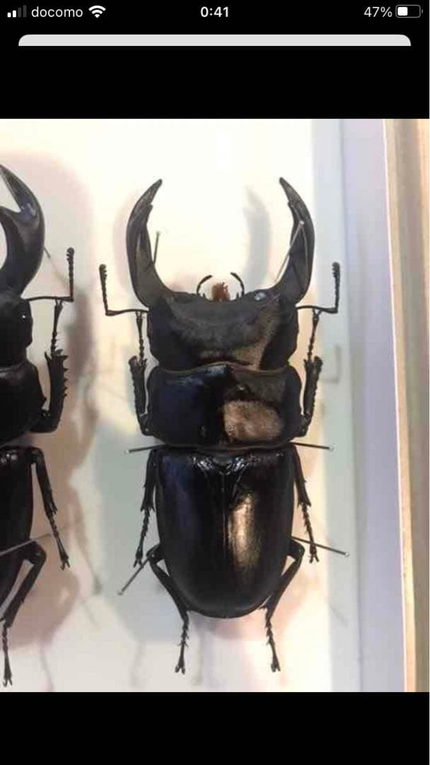 国産オオクワガタ♂標本　85.8mm