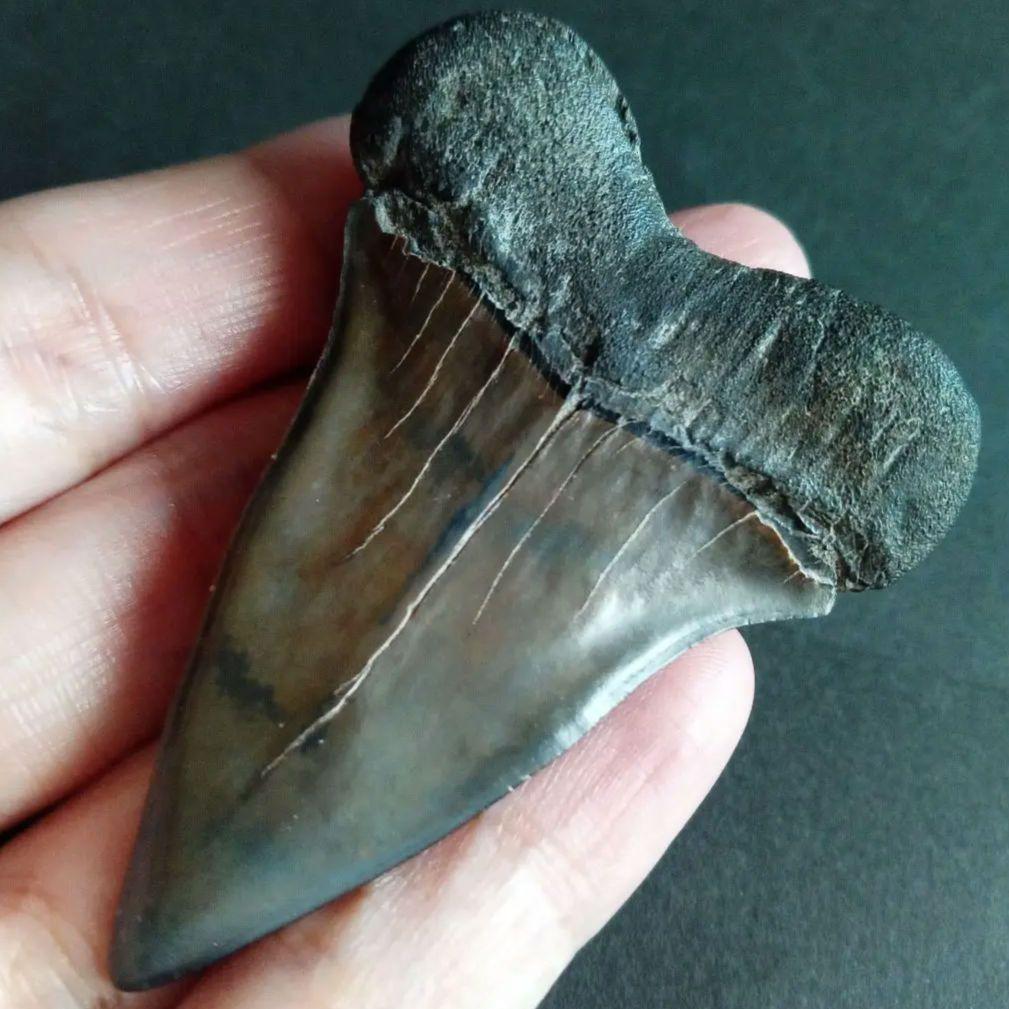 サメの歯　ホホジロザメ　絶滅種　特大　完全体　極美麗　６５mm