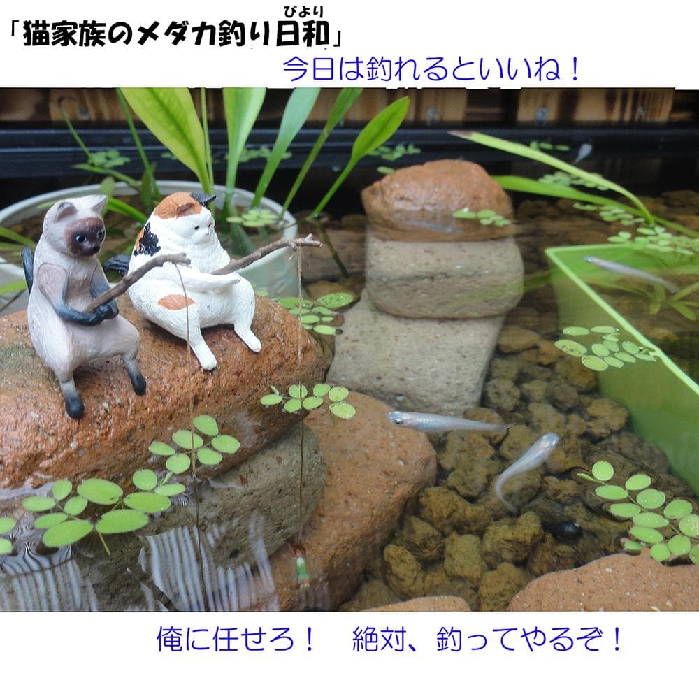 高さの有るビオトープ 80Ｌ　トロ舟＆木枠セット（棚付き）