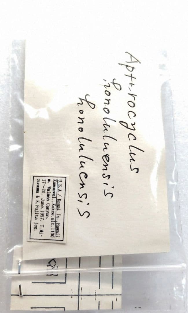 Aptrocyclus honoluluensis 標本 ハワイハネナシクワガタ