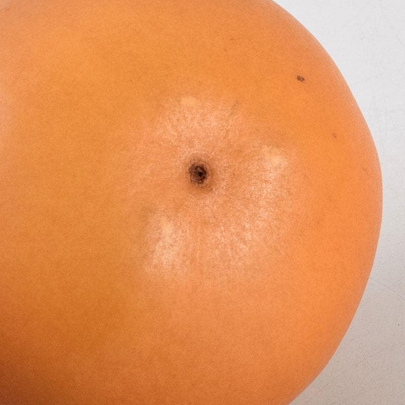 茶道具　北村葵春作　瓢箪　螺鈿装飾　螢蒔絵　茶器　共箱　V　9095