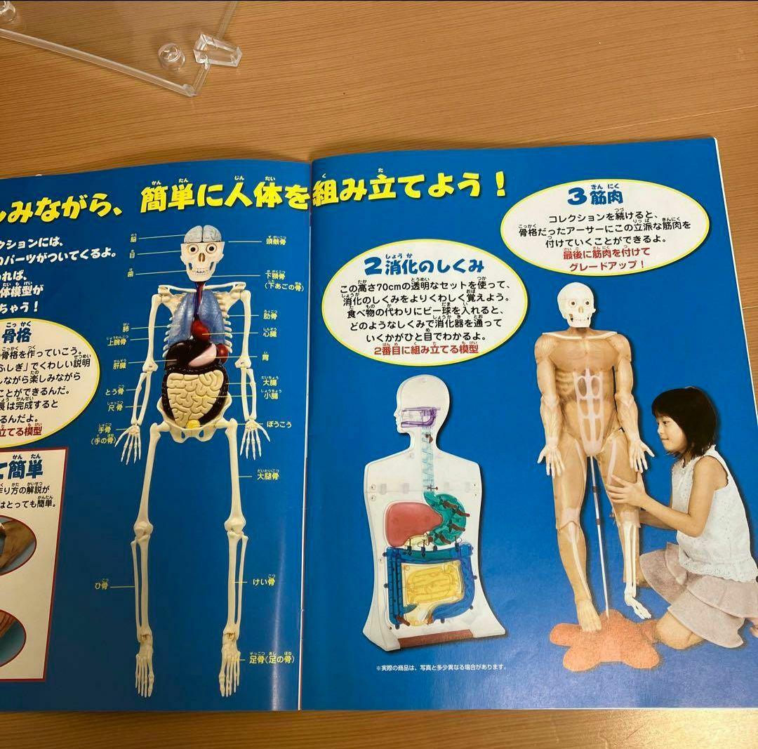 アーサーが教える体のふしぎ 1~ 80巻セット人体模型