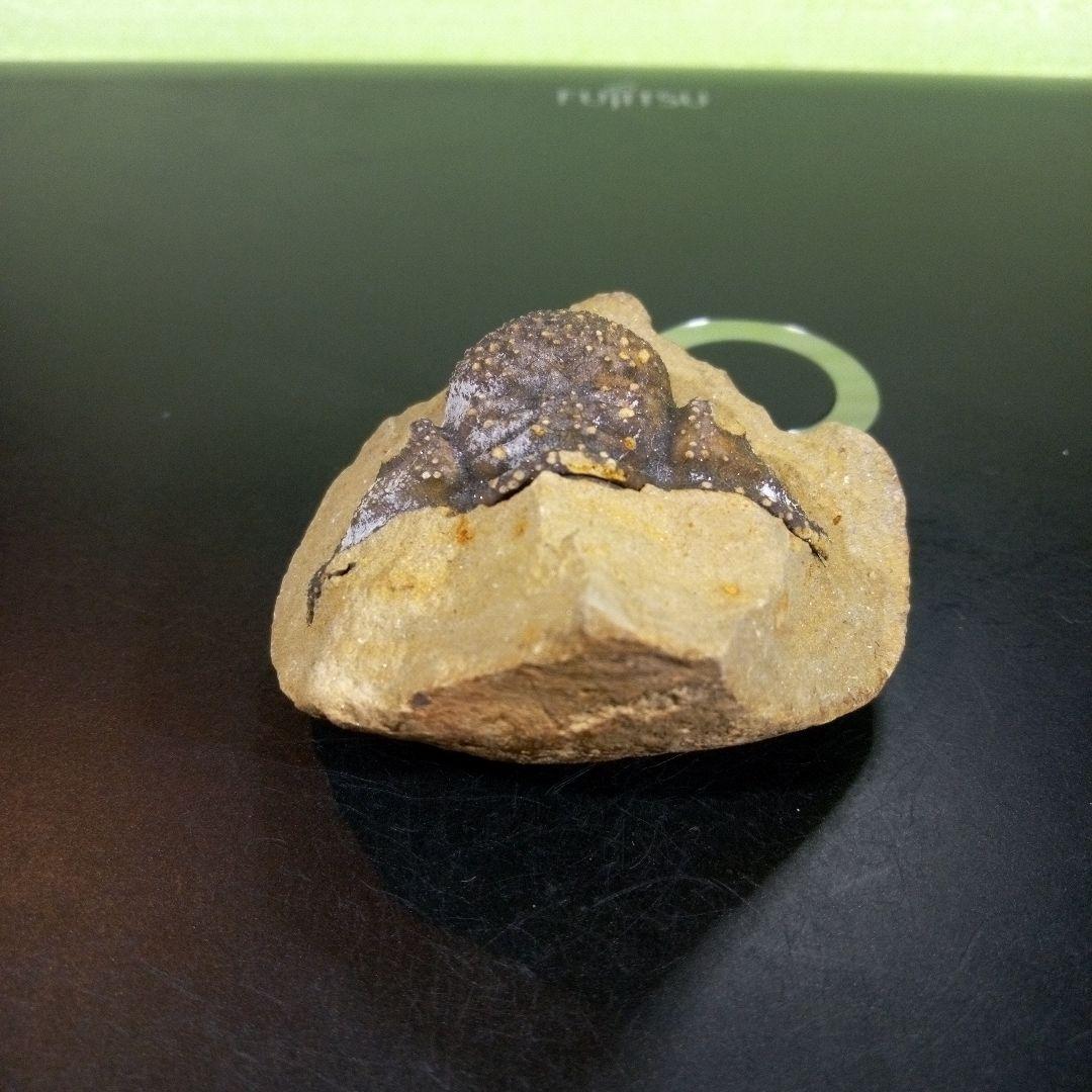 三葉虫　化石　fossil　ボリビア　trilobite　海生動物　三葉虫識別④