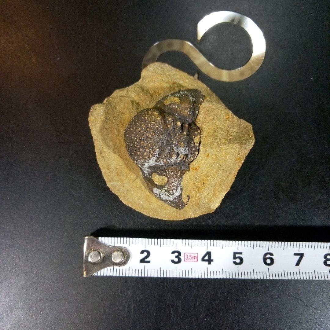 三葉虫　化石　fossil　ボリビア　trilobite　海生動物　三葉虫識別④
