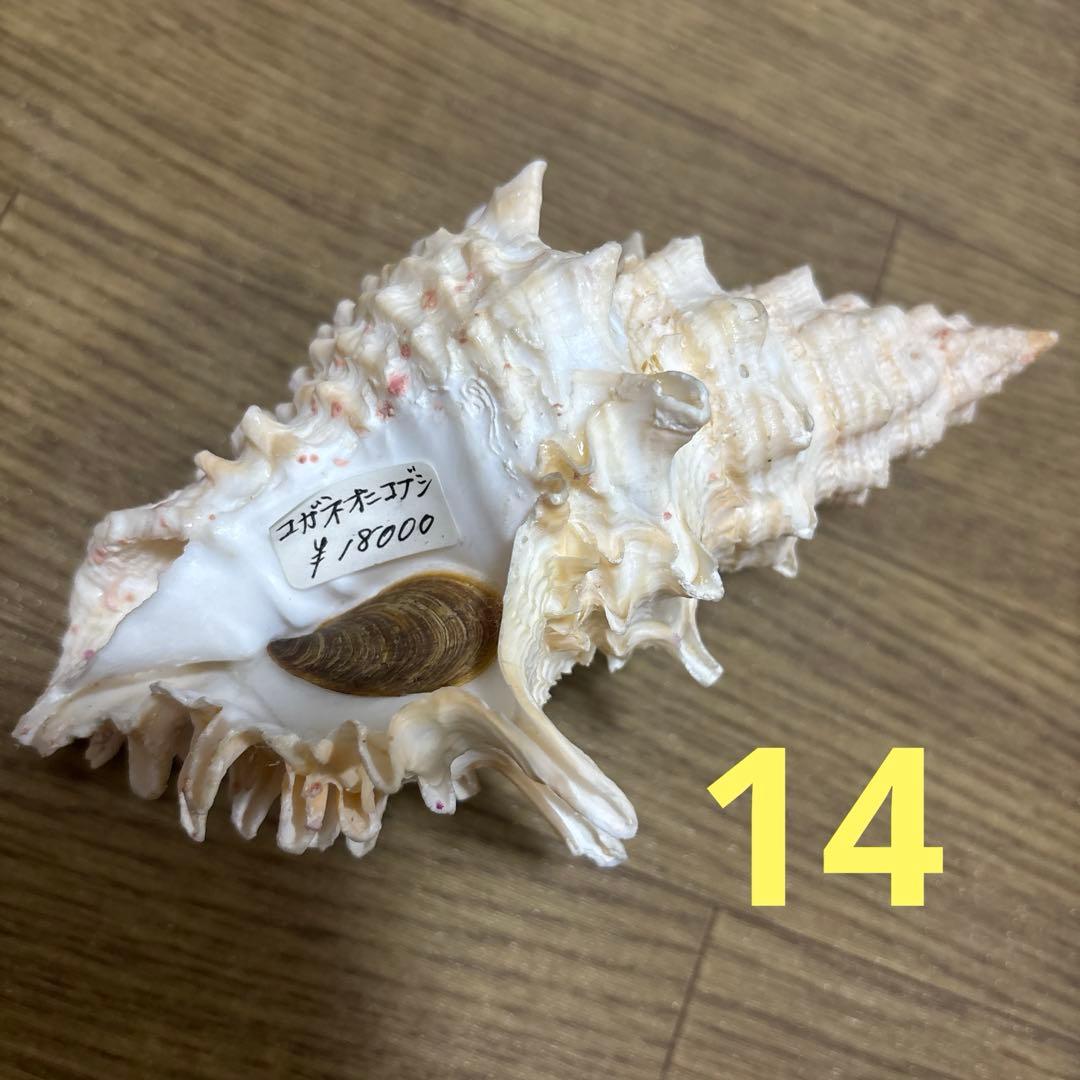 Meyo 7175　　貝殻10点