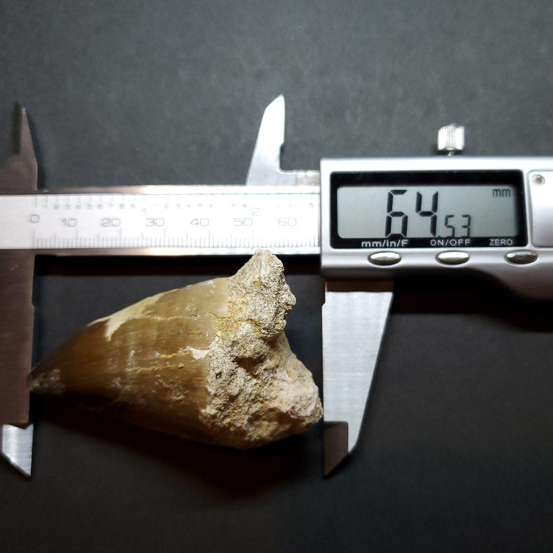 美品 モササウルス 化石 歯 本物 モロッコ産 64.53mm  mo537