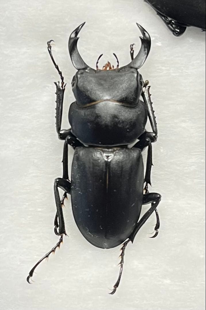 大阪府産 ヒメオオクワガタ オス