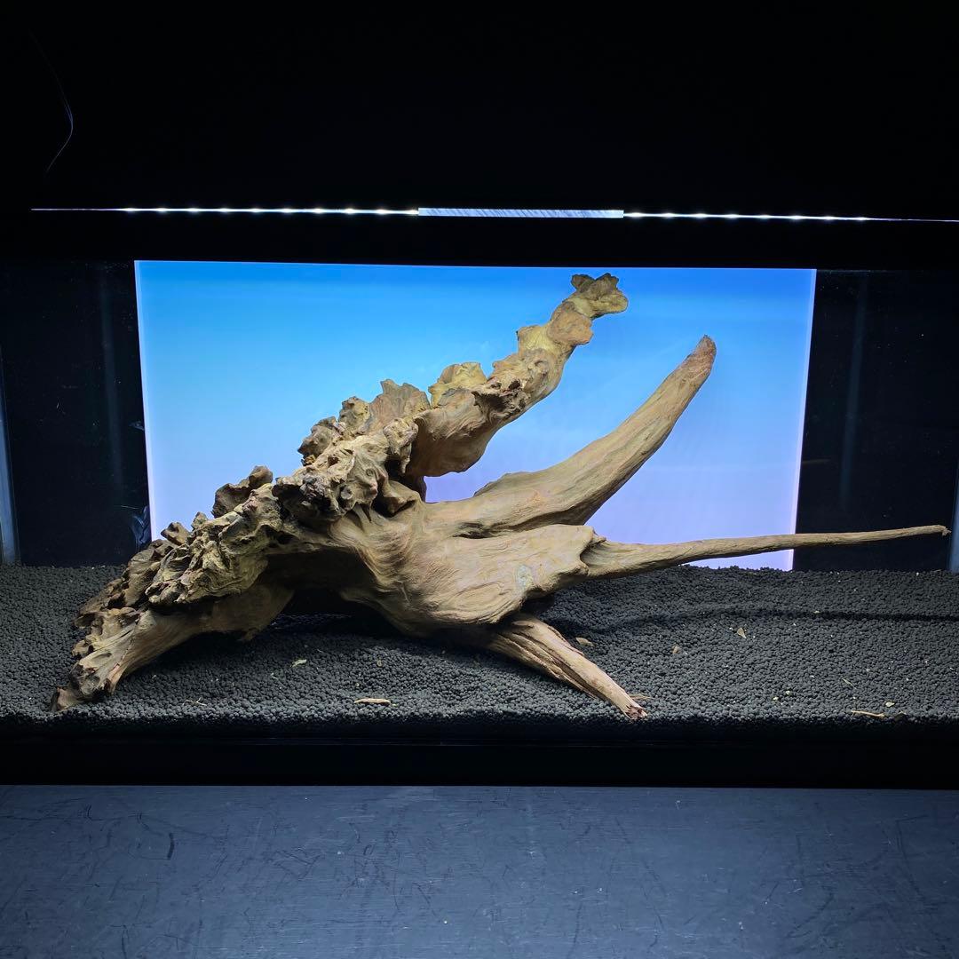 MRW-6371 特大流木　1点物自立　90cm水槽用　アクアリウム　爬虫類