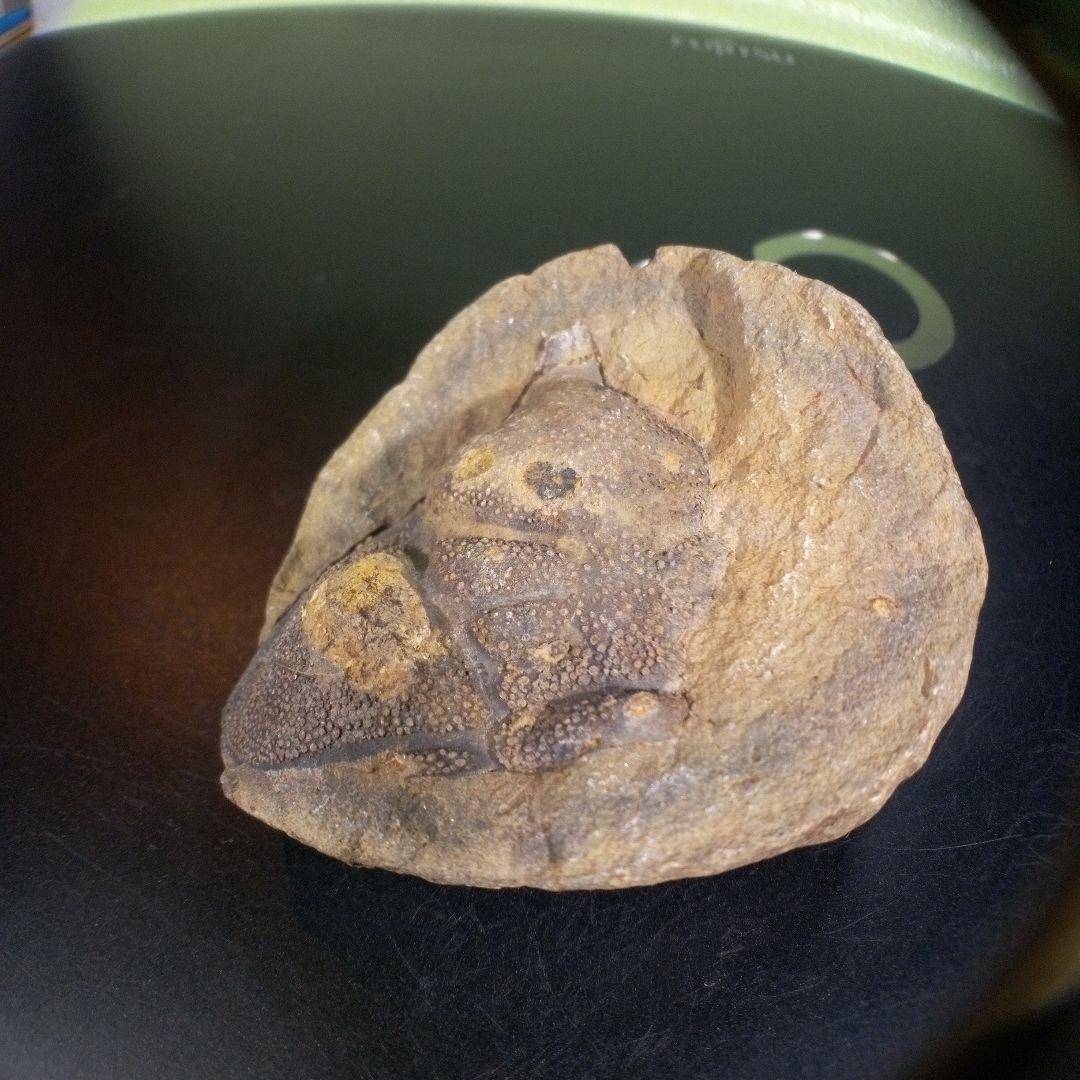 三葉虫　化石　fossil　海　ボリビア産　trilobite　ボリビア化石郡⑥