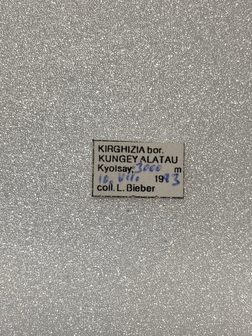 P.actius（1メス、ロシア・クンゲイアラタウ産）