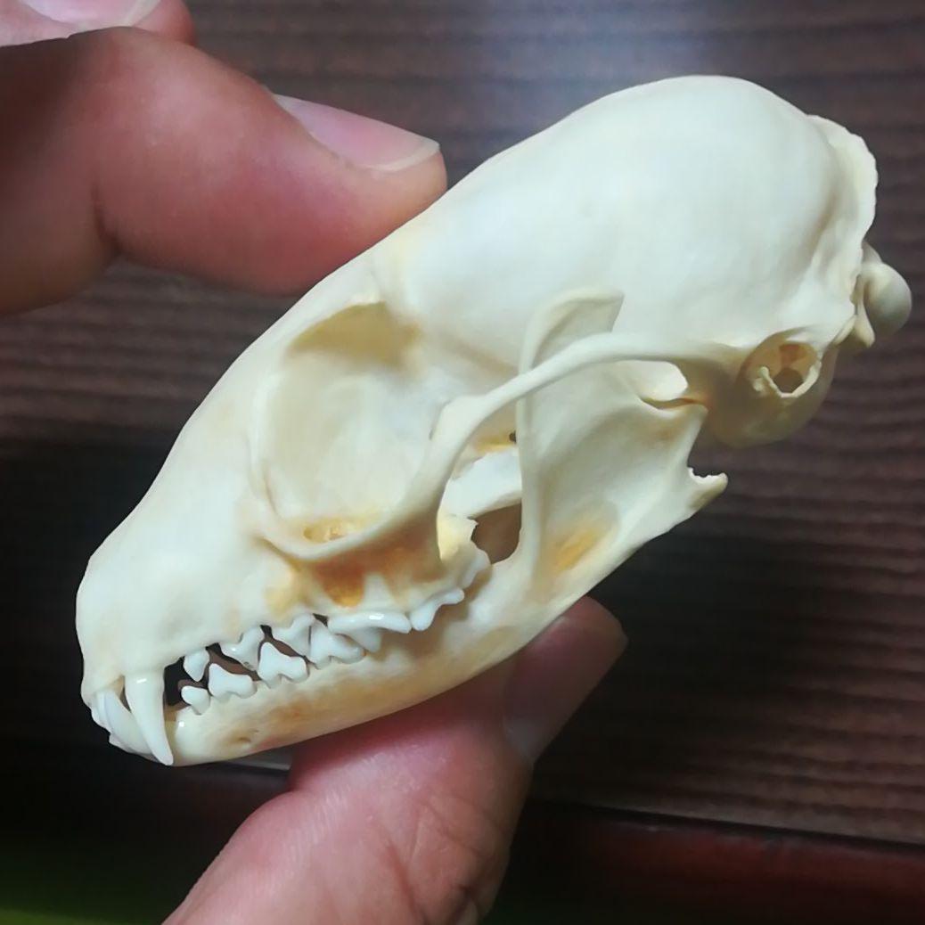 インドネシア産 ジャコウネコ