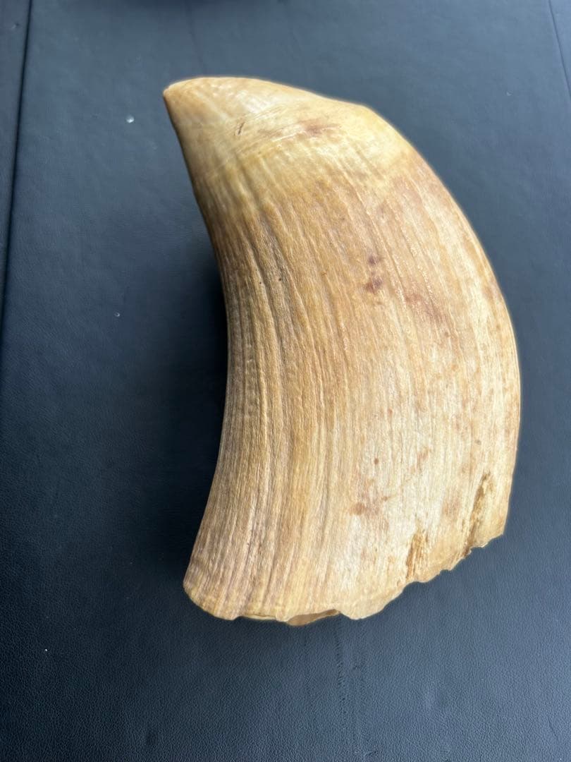 マッコウクジラ 歯 鯨歯 特大 491.43g 印材や工芸品の素材などに