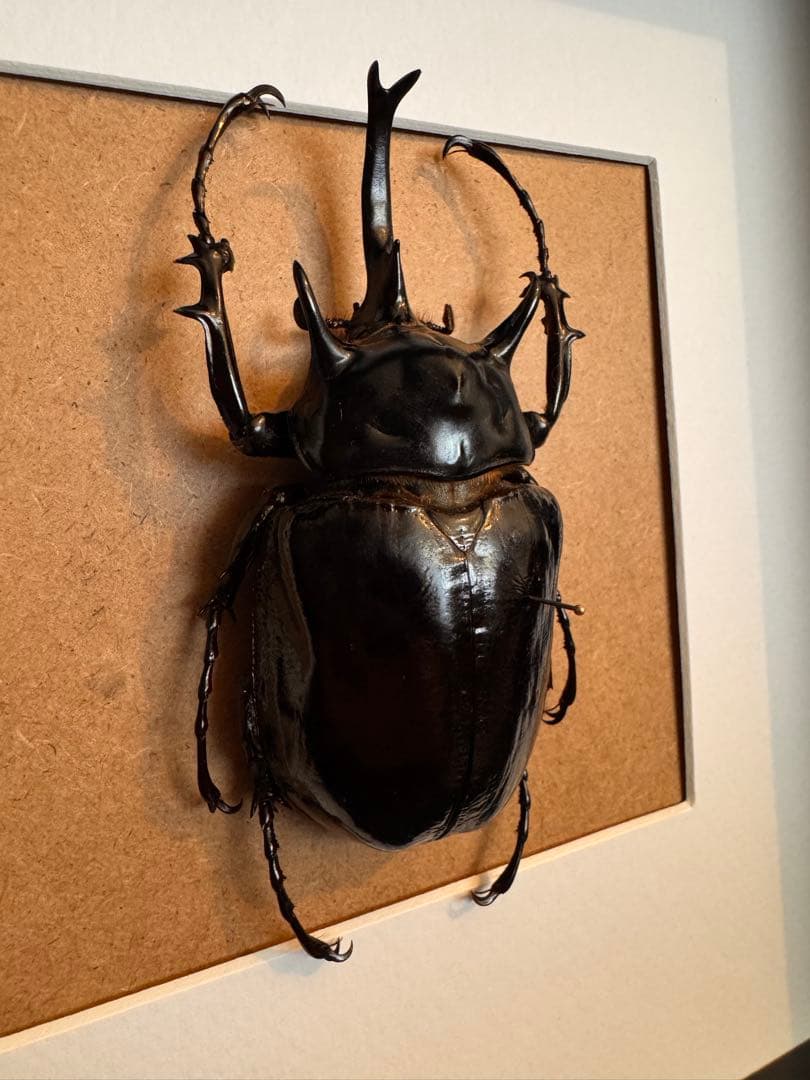 マルスゾウカブト　壁掛け標本