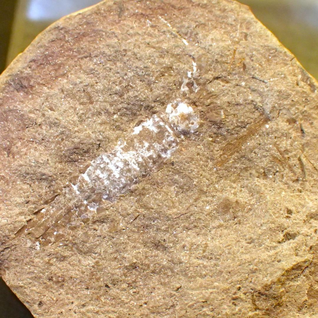 メゾンクリークの化石　１級品　アカンソテルソン　本物保証