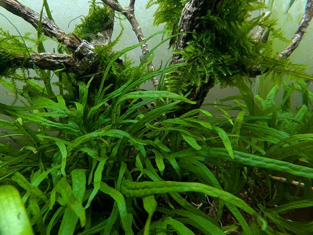 密生ミクロソリウムトライデントリーフ大株200葉以上が自然活着した自家製流木