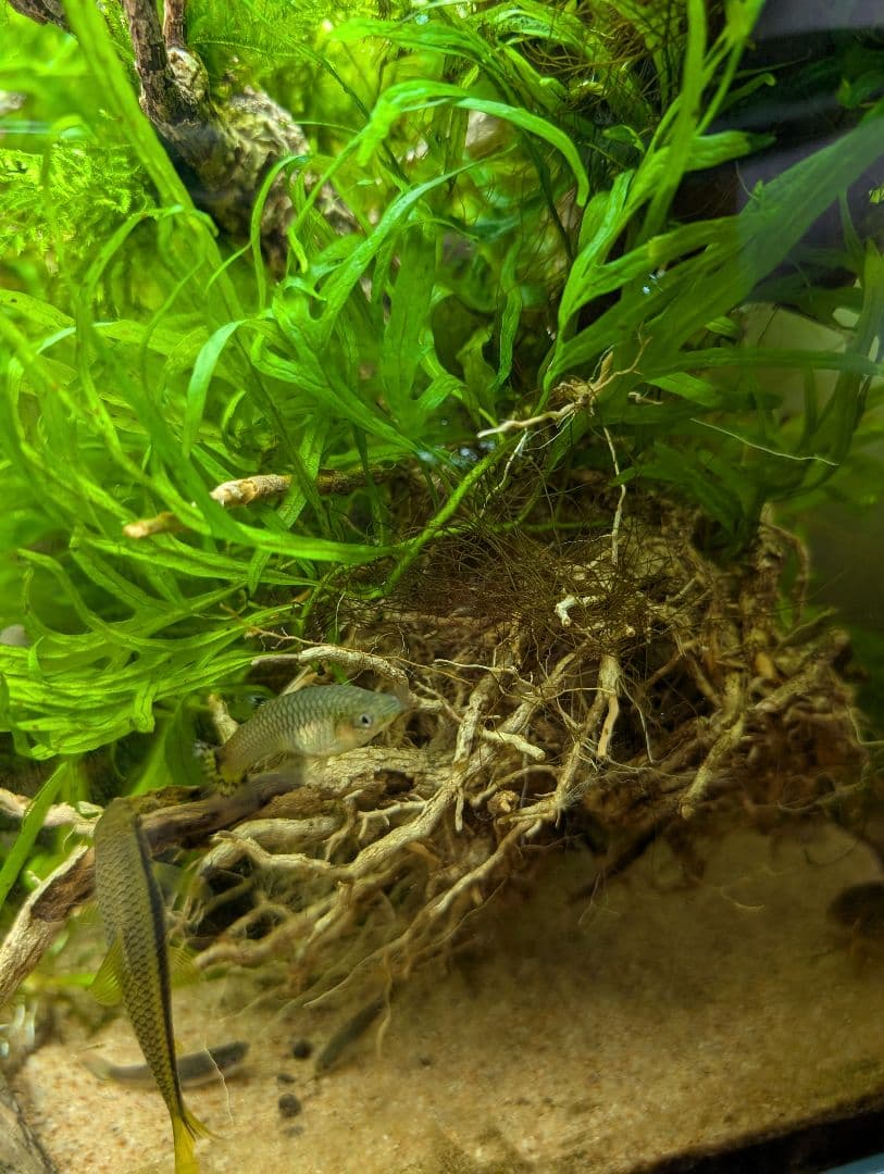 密生ミクロソリウムトライデントリーフ大株200葉以上が自然活着した自家製流木