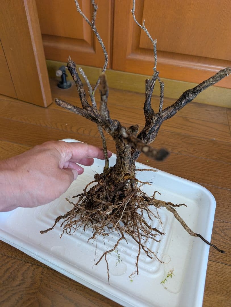 密生ミクロソリウムトライデントリーフ大株200葉以上が自然活着した自家製流木