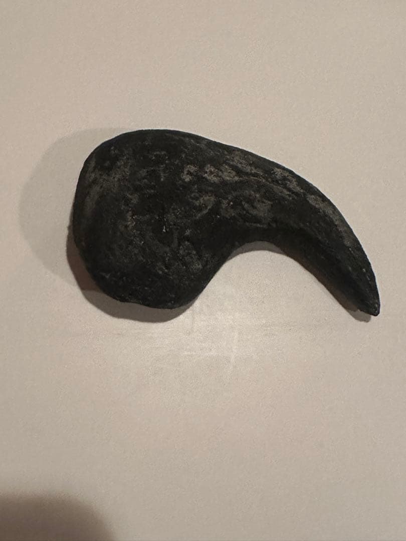 Allosaurus 化石 恐竜 ティラノサウルス カルカロドントサウルス　底値