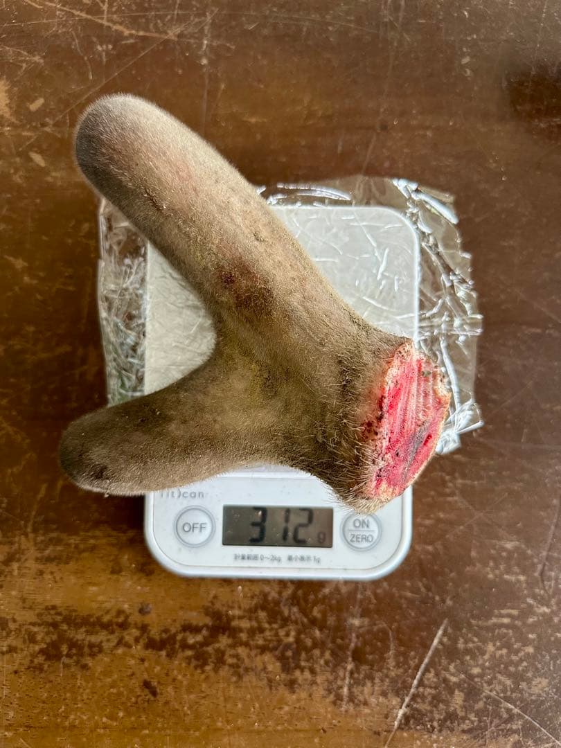 鹿茸　袋角　エゾシカ