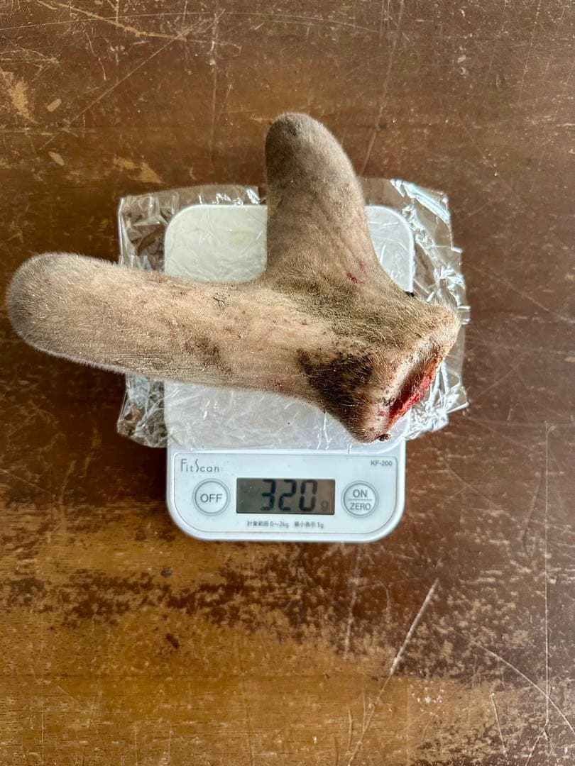 鹿茸　袋角　エゾシカ