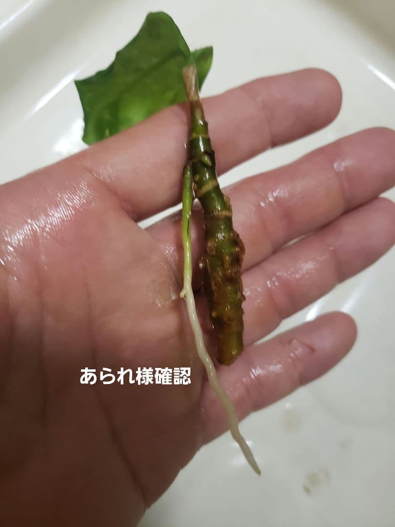 【確認専用Aglaonema pictum Andaman サマート氏、出射氏