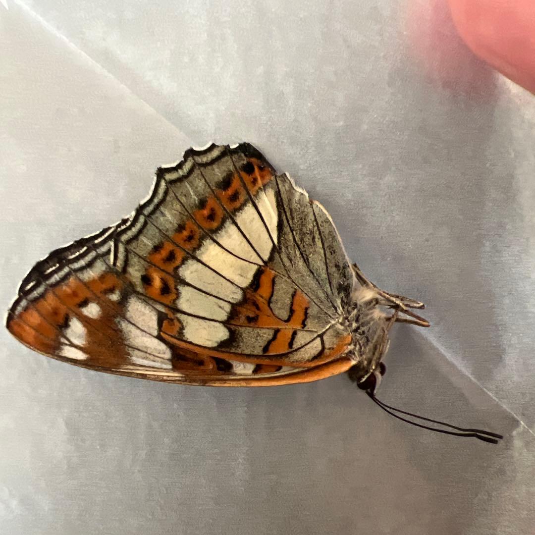 オオイチモンジチョウ　モンゴル産9頭セット