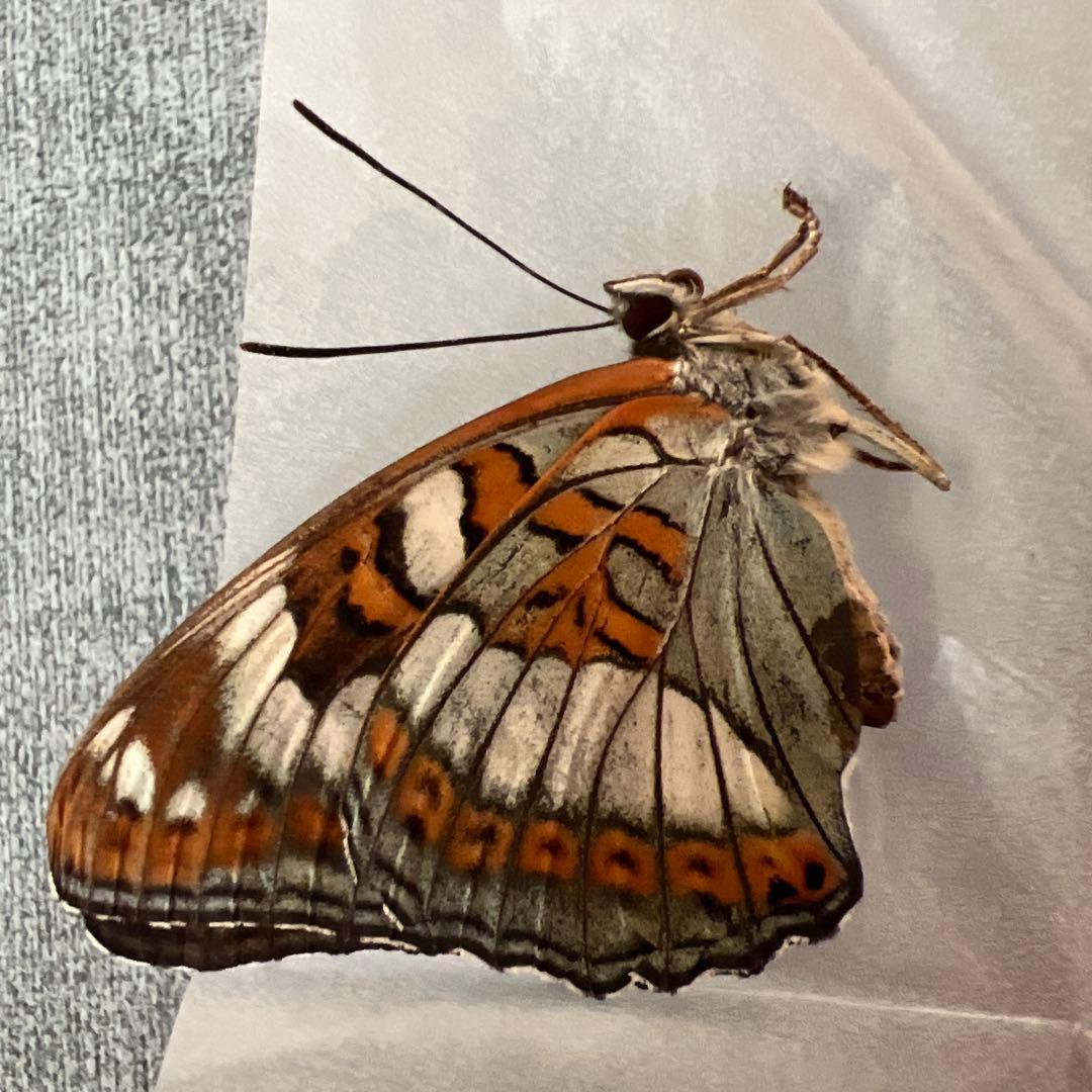 オオイチモンジチョウ　モンゴル産9頭セット