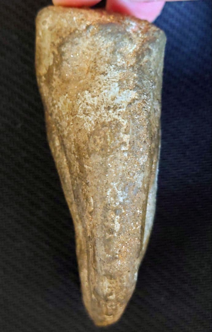 獣脚類　恐竜　ハンドクロウ　化石