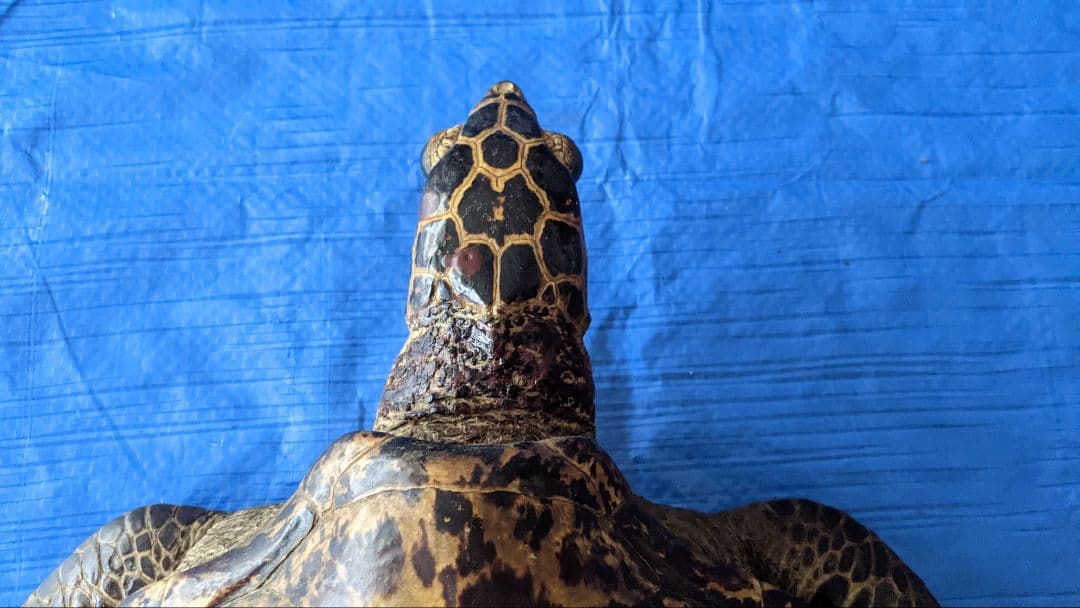 ⑤うみがめ〚タイマイ〛の剥製　 　壁掛けフックつき