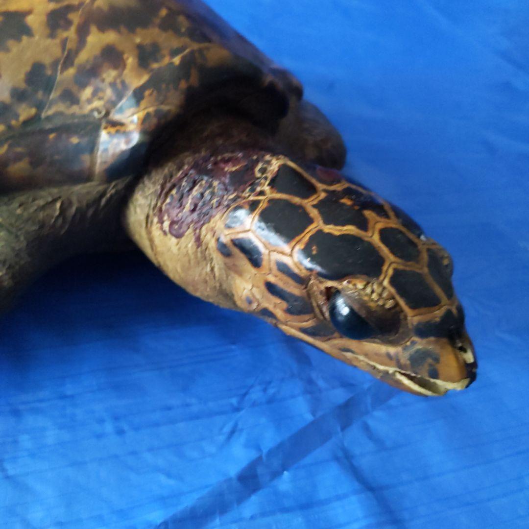 ⑤うみがめ〚タイマイ〛の剥製　 　壁掛けフックつき