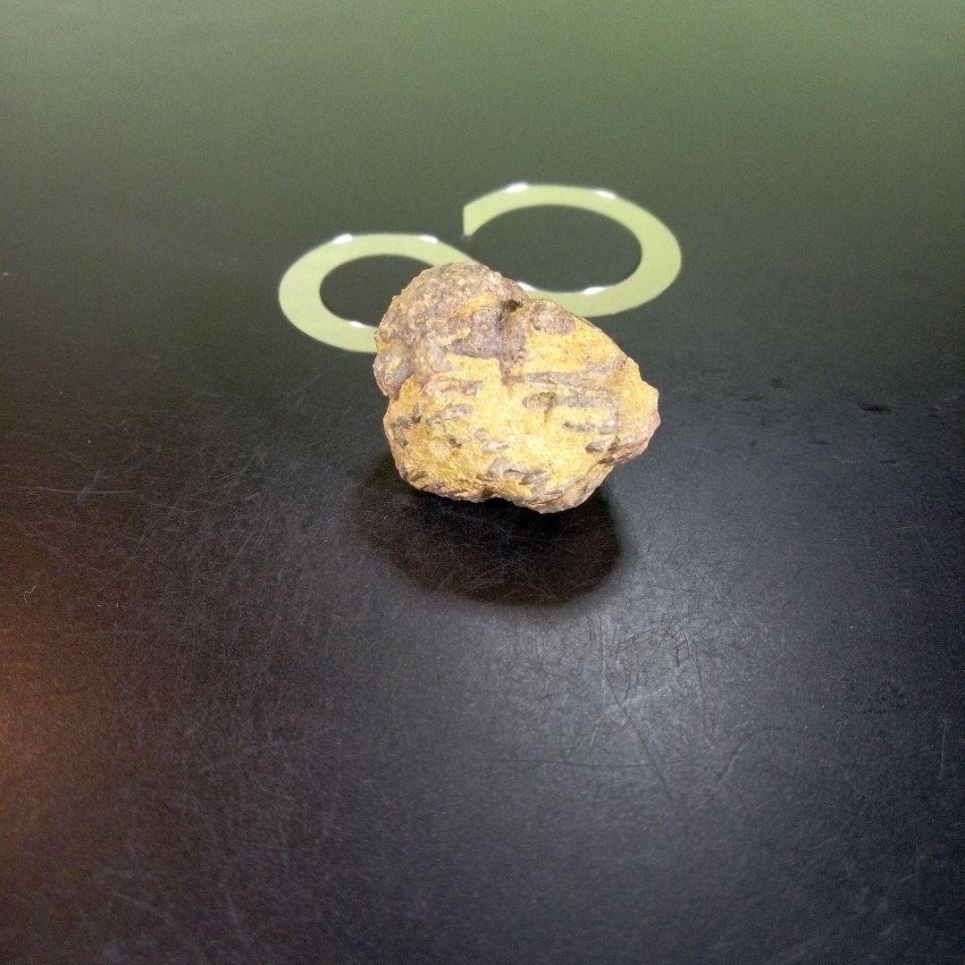 三葉虫　化石　fossil　ボリビア産　trilobite　Bolivia化石⑥