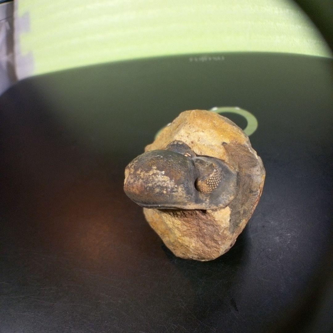 三葉虫　化石　fossil　ボリビア　trilobite　海生動物　三葉虫識別①