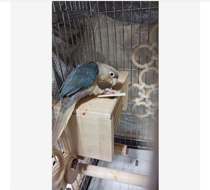 h2　あったかステージ　四角い止まり木　ヒーターいたずら防止　インコ　小動物