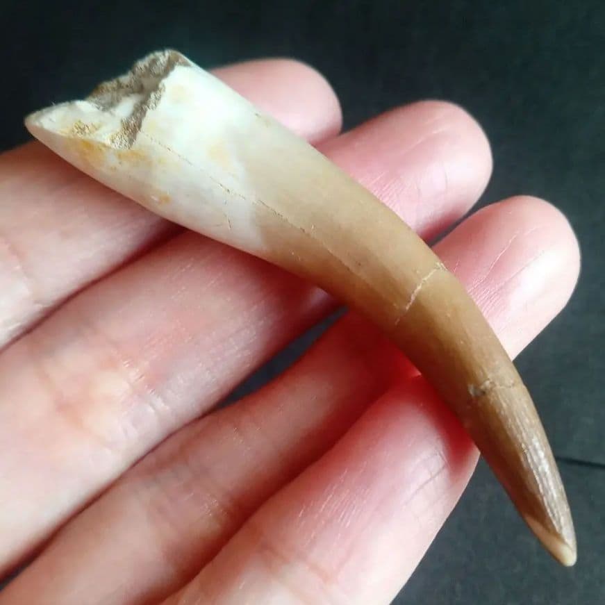 首長竜　プレシオサウルス　歯化石　特大