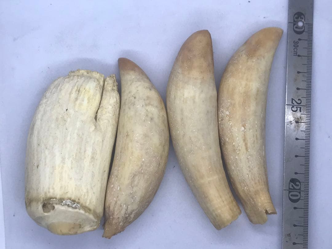 鯨歯 マッコウクジラ 4本 合計515g