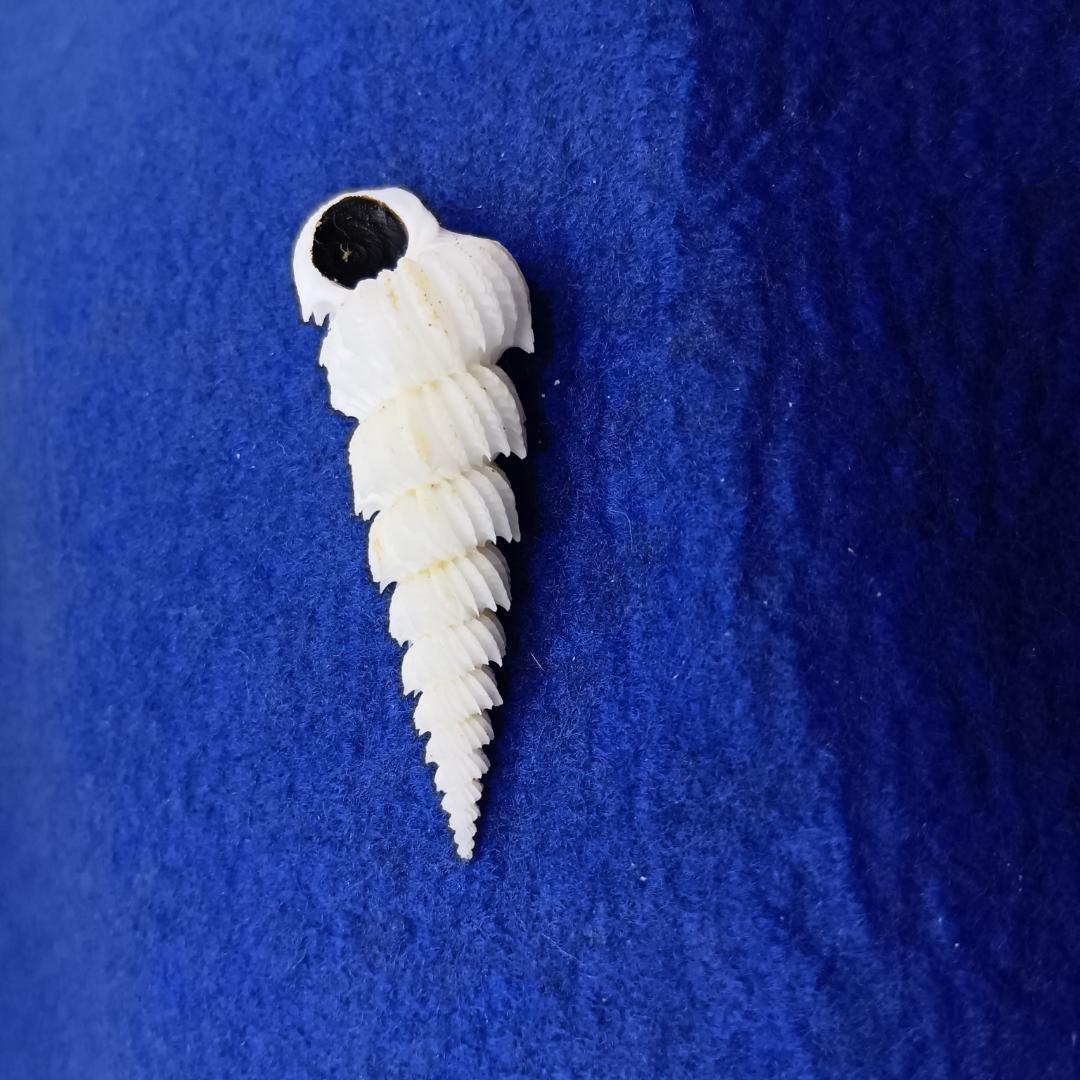 貝標本ヤエバイトカケ（蓋付）