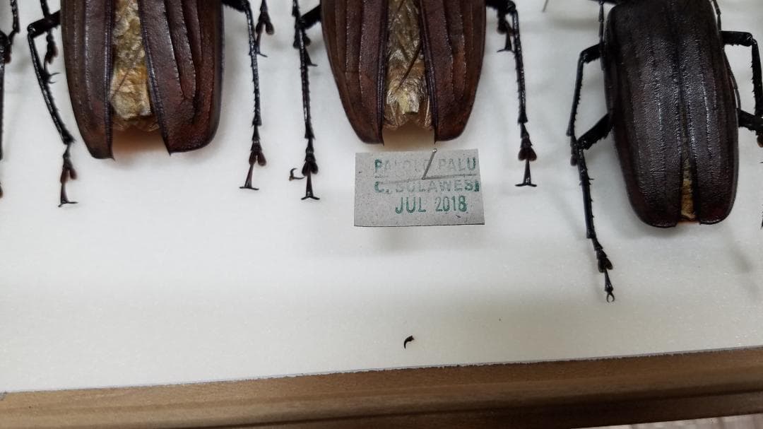 コレクションシリーズブルウスオオウスバカミキリと他