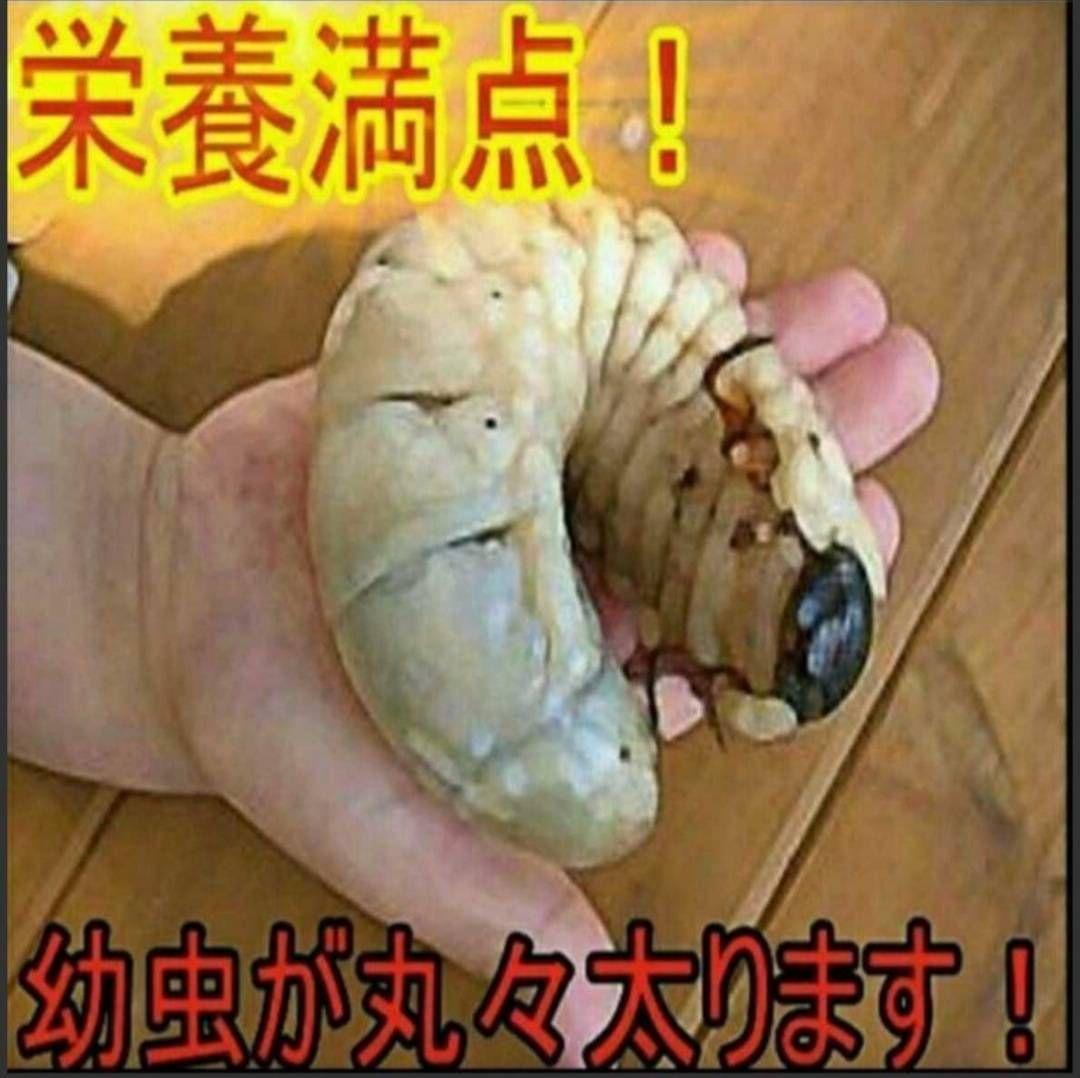 雑虫がわきません！カブトムシ幼虫の餌　産卵に！　発酵マット【60リットル】