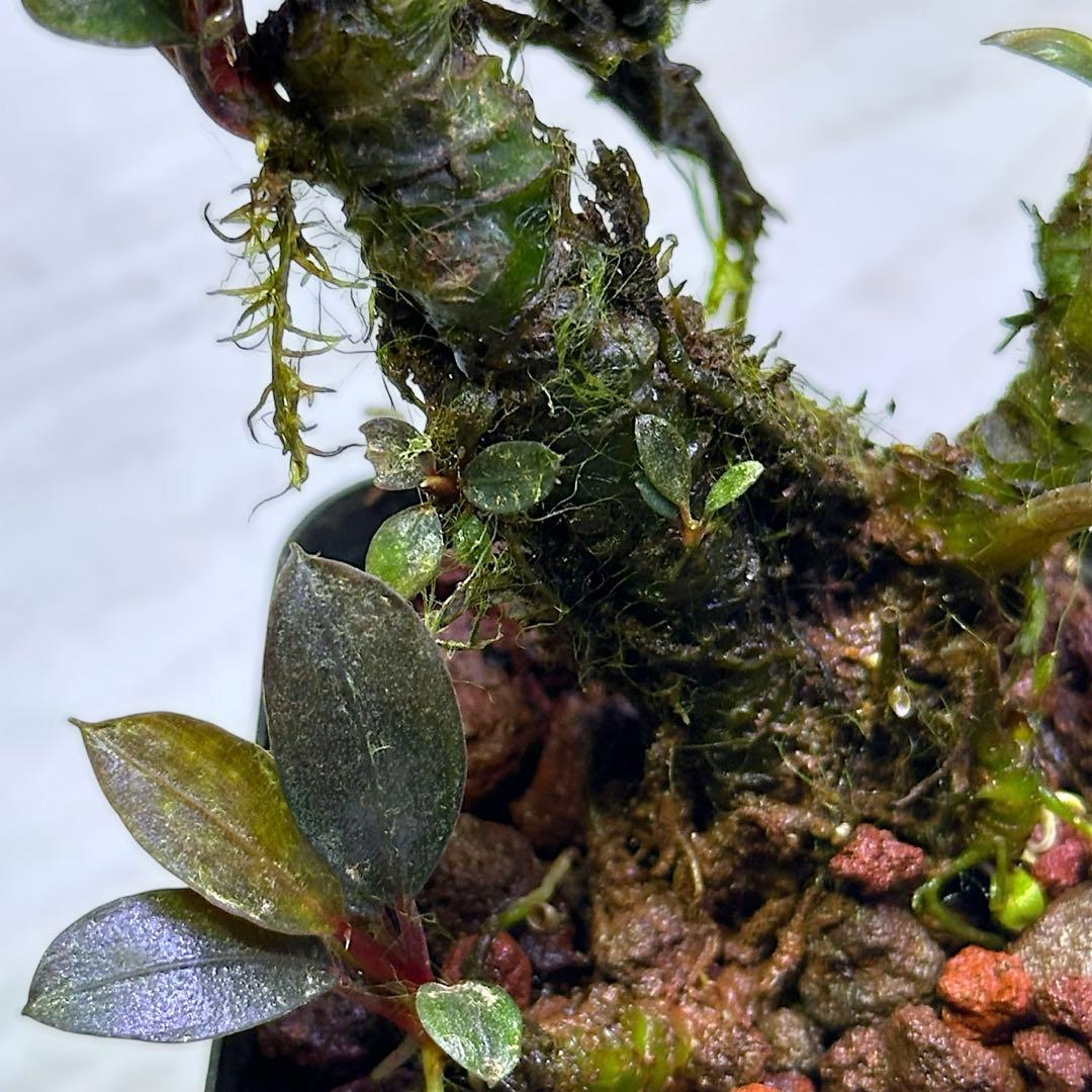 G*k様 ブセファランドラ Motleyana 新芽沢山あり　5株トリム可能