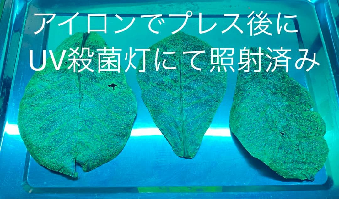 沖縄県やんばる産マジックリーフ 1kg UV殺菌灯照射済み③