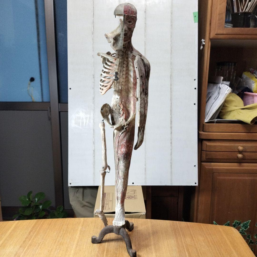 張り子製 人体模型 約60cm