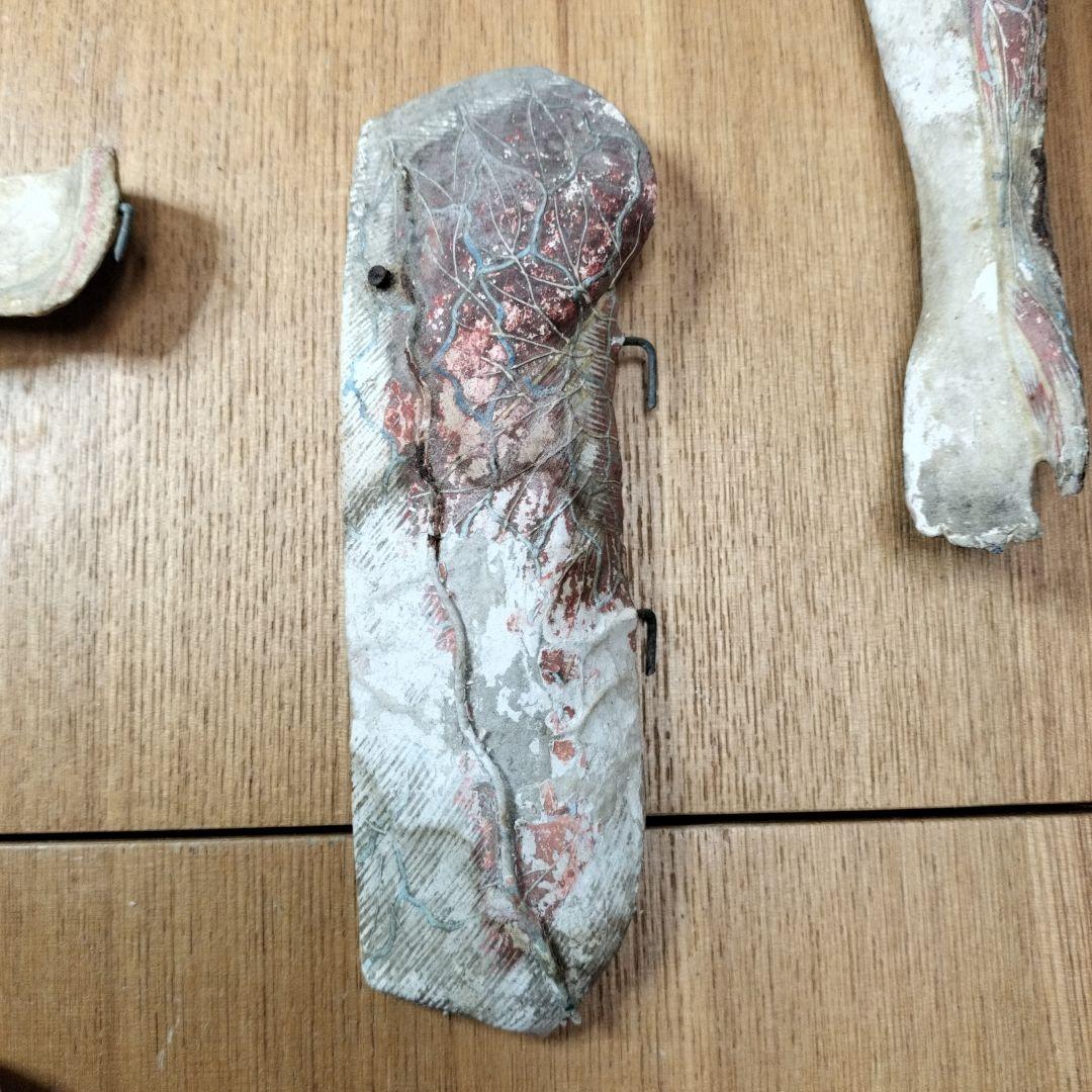 張り子製 人体模型 約60cm