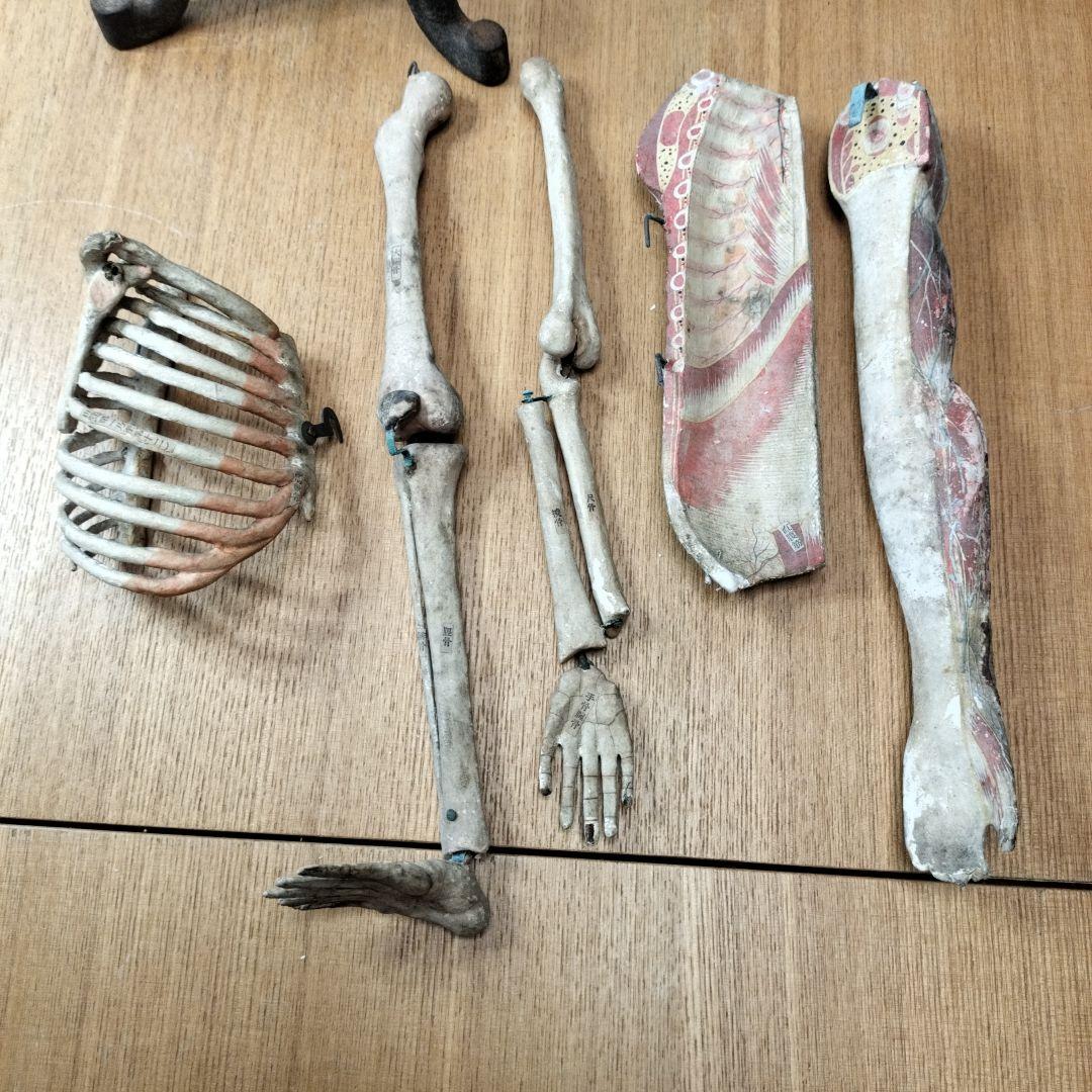 張り子製 人体模型 約60cm