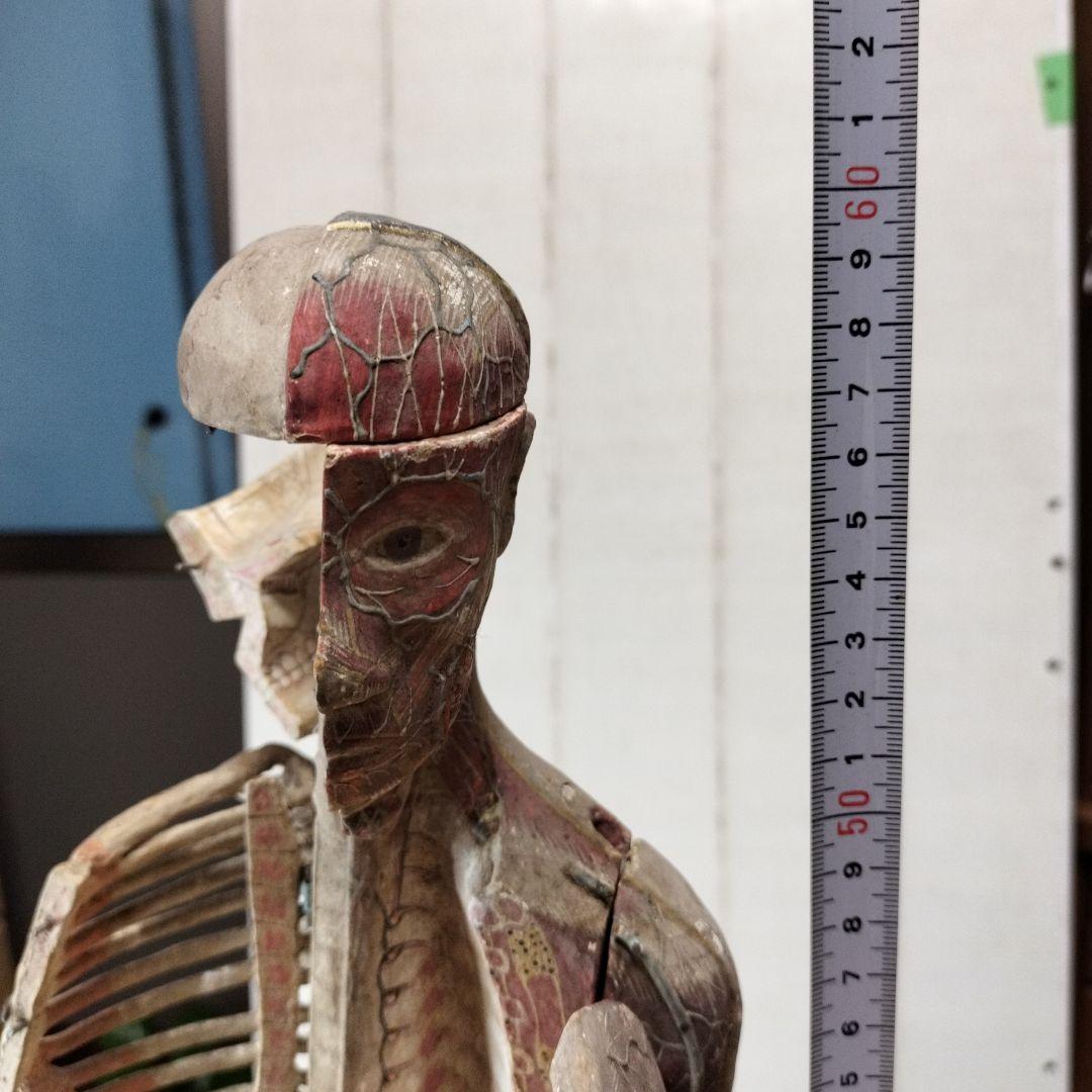 張り子製 人体模型 約60cm
