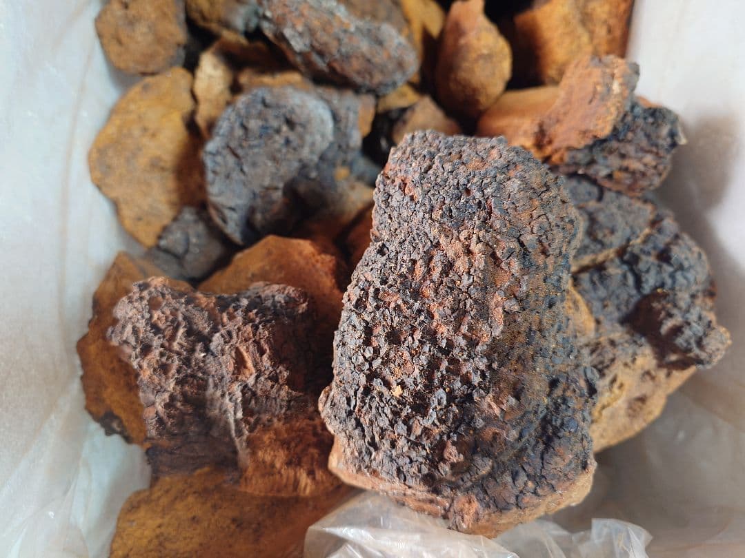 北海道産カバノアナタケ「チャーガ」5キロ‼️