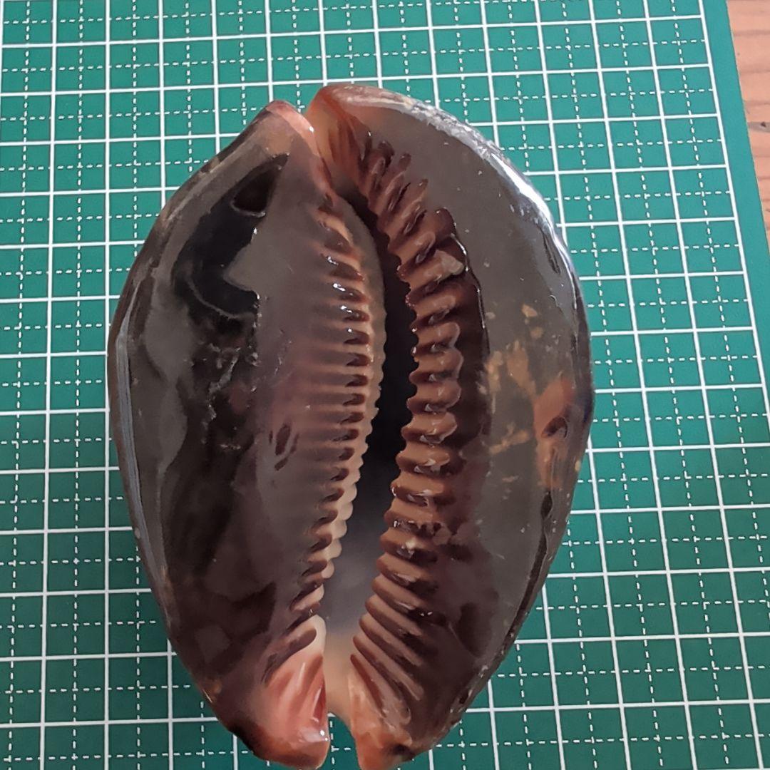 ハチジョウダカラ　1