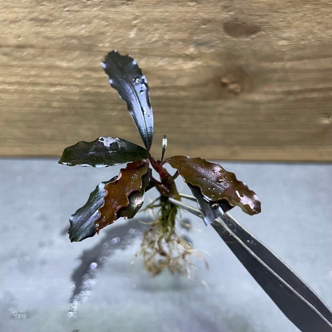 ブセファランドラ ゴーストカリマンタン 2芽【抜き苗】