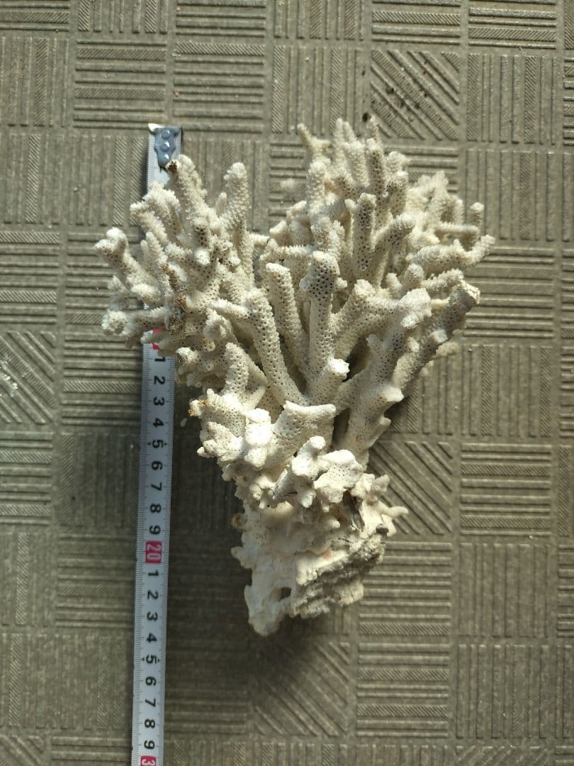 デスロック ホワイトサンゴ おまとめ